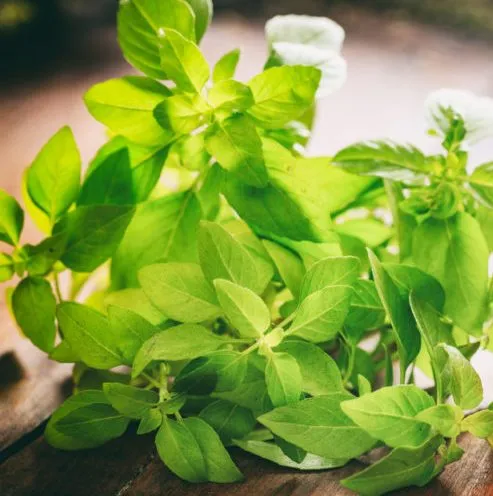 Basil Wild Crafted Oil 2